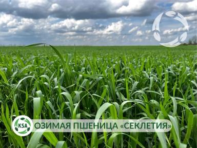 Будущий урожай озимой пшеницы "Секлетия"