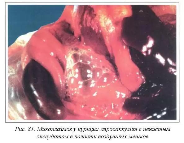 Вегад - Атлас болезней птицы. Ч. 15. Респираторный микоплазмоз