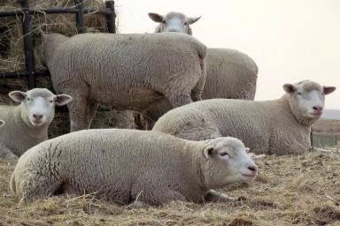 Порода овец – Иль-де-Франс