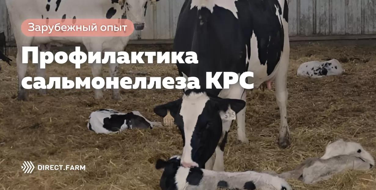 Профилактика сальмонеллеза КРС