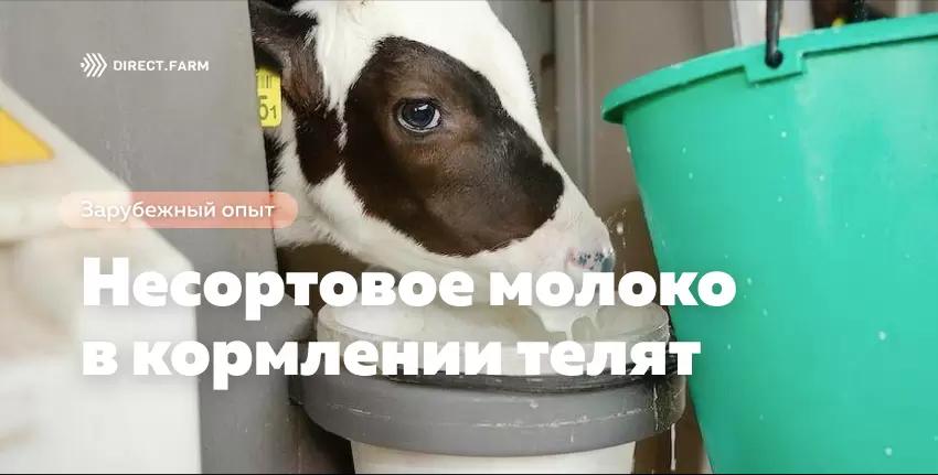 Нетоварное (несортовое) молоко в кормлении телят — безопасно ли?