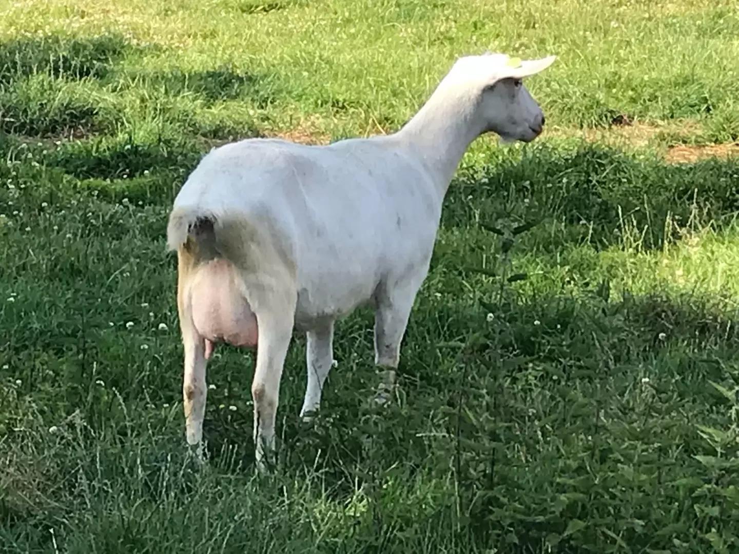 Клинические признаки Артрита-Энцефалита Коз.