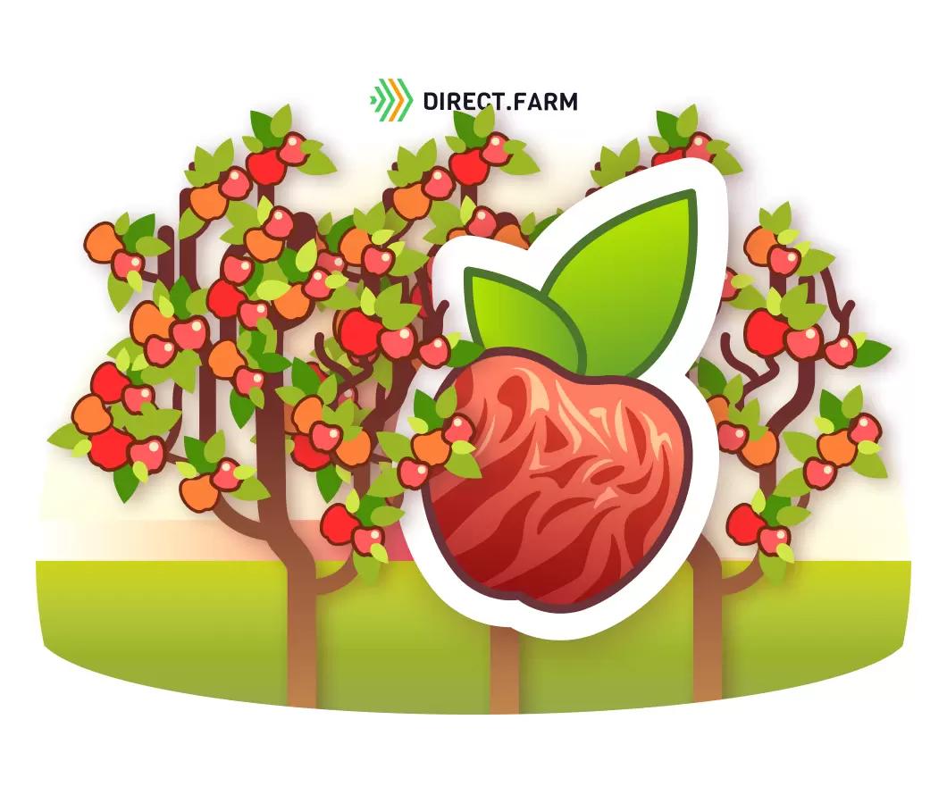 Увядание плодов яблони и методы его преодоления