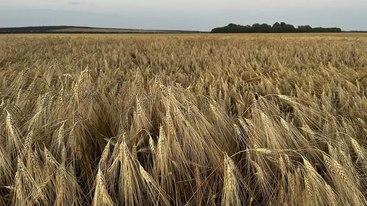 Качество определяет успех: стратегии производства твёрдой пшеницы сегодня