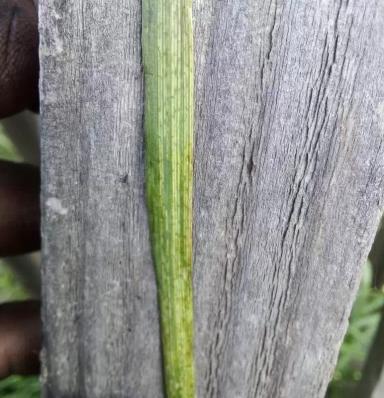 Повреждения листьев пшеницы. Вирусные заболевания
