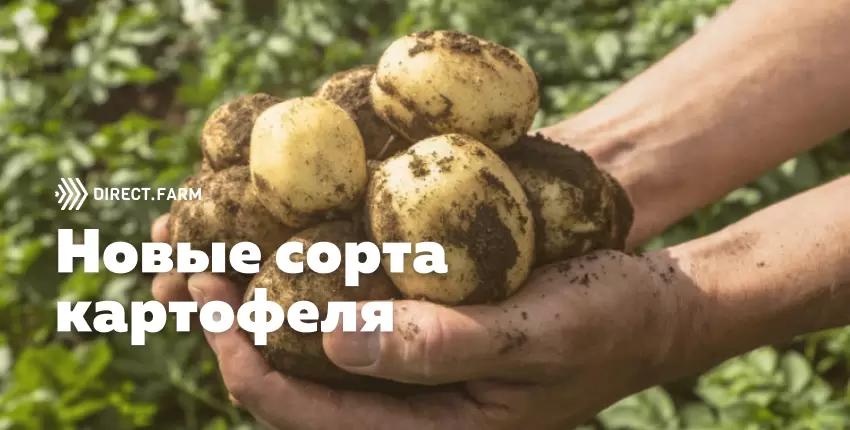 Сорта картофеля. Обзор новинок 2022 года