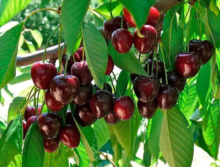 Несколько рекомендаций по орошению и удобрению черешни