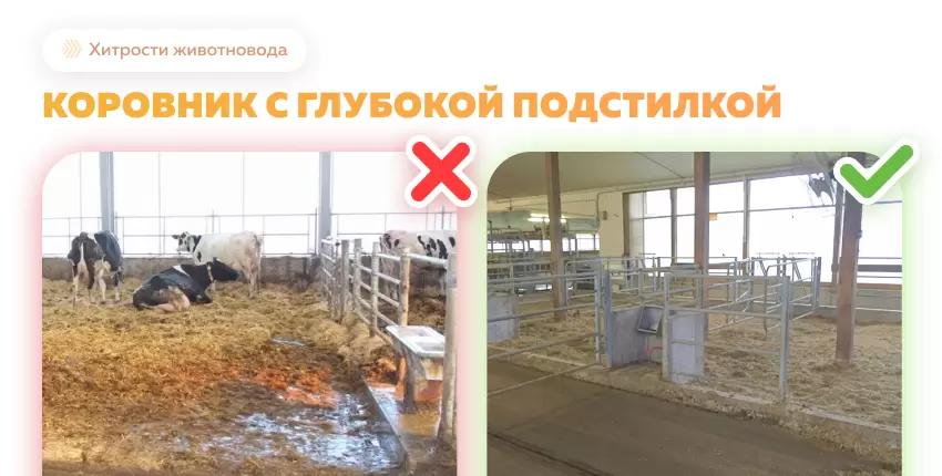 Основное о работе с глубокой подстилкой