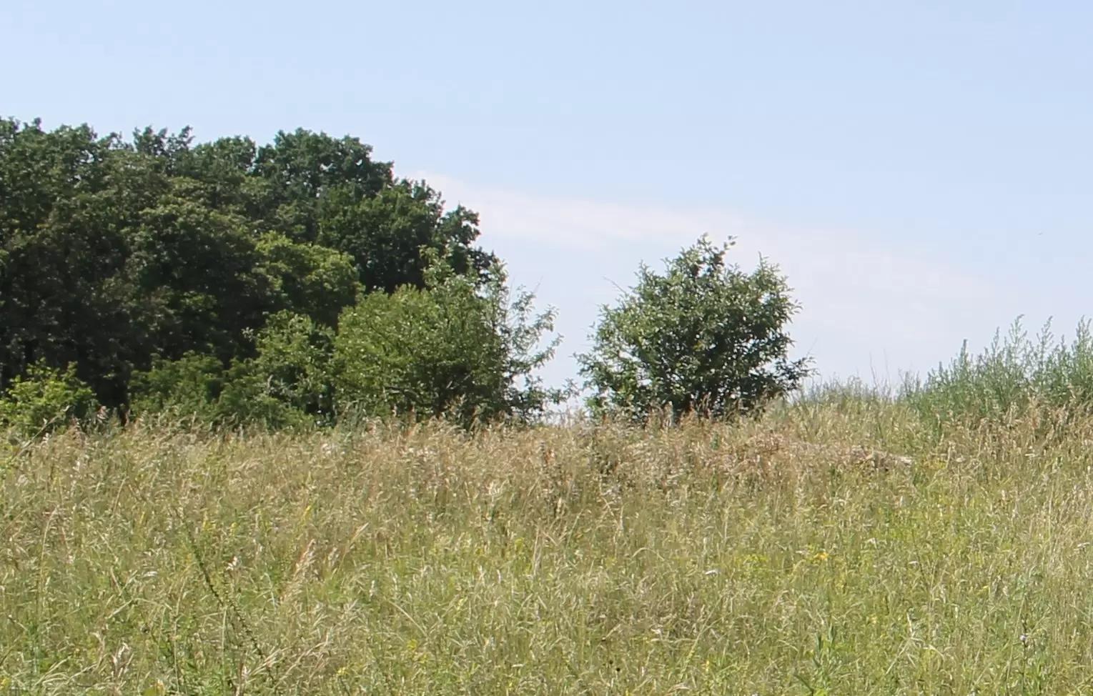 Управление здоровьем почв при рекультивировании закустарненных залежных земель