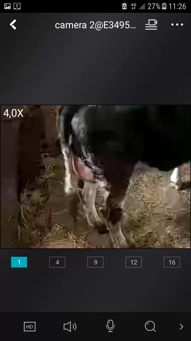 Нетель очень рано наливает вымя. Какие будут последствия?