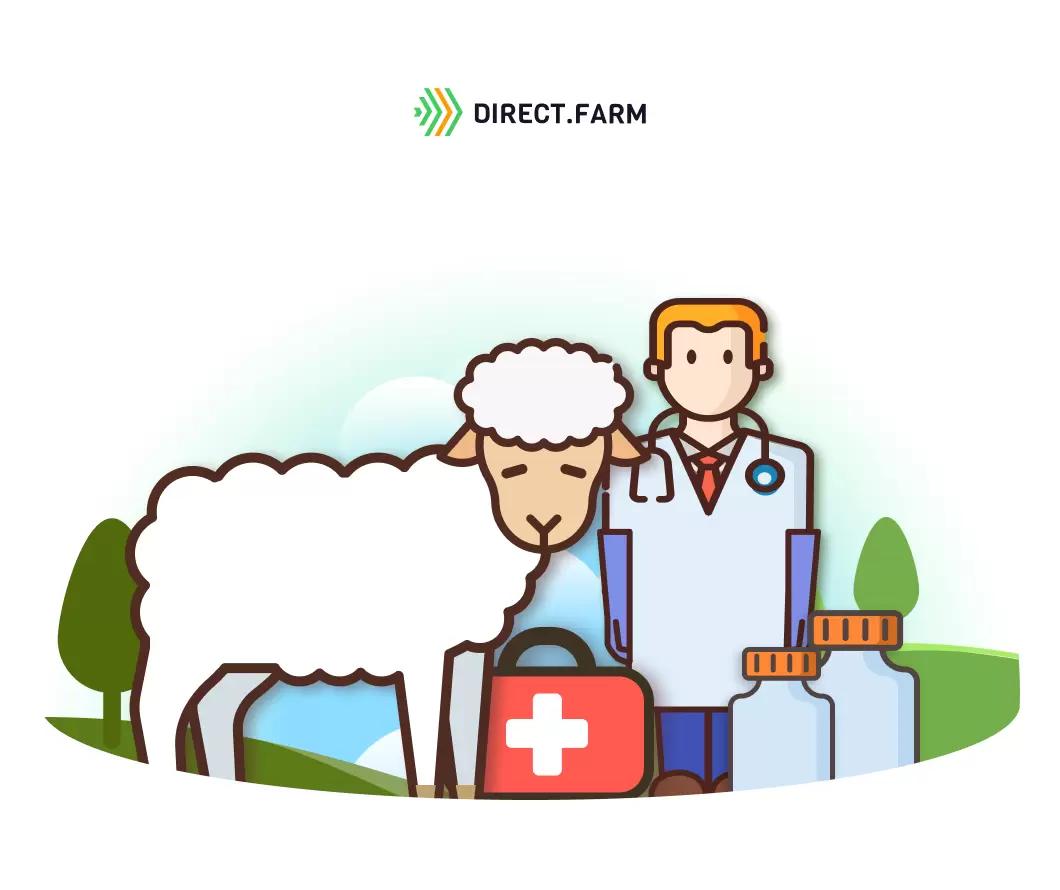 Как помочь овцам при остановке рубца?