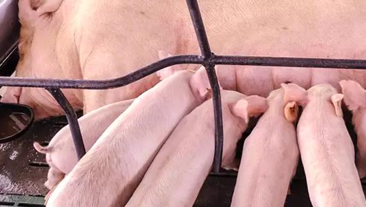 Добавление L-аргинина в рацион супоросных свиноматок