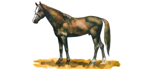 Калмыцкая порода лошадей