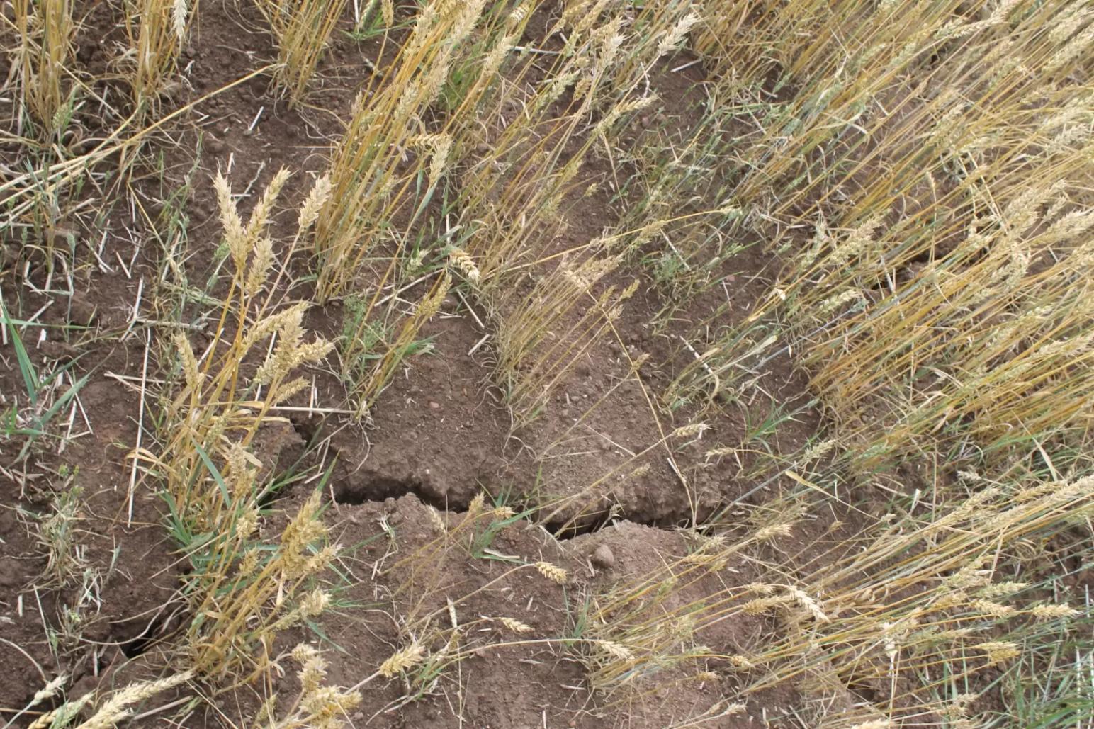 Здоровье почв: как не допустить потерь урожая от почвоутомления в сезоне 2024?