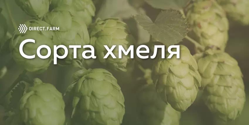 Новые сорта хмеля
