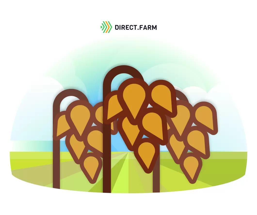 Как отзывается гречиха на удобрения?