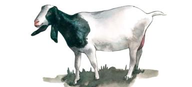 Мальтийская порода коз