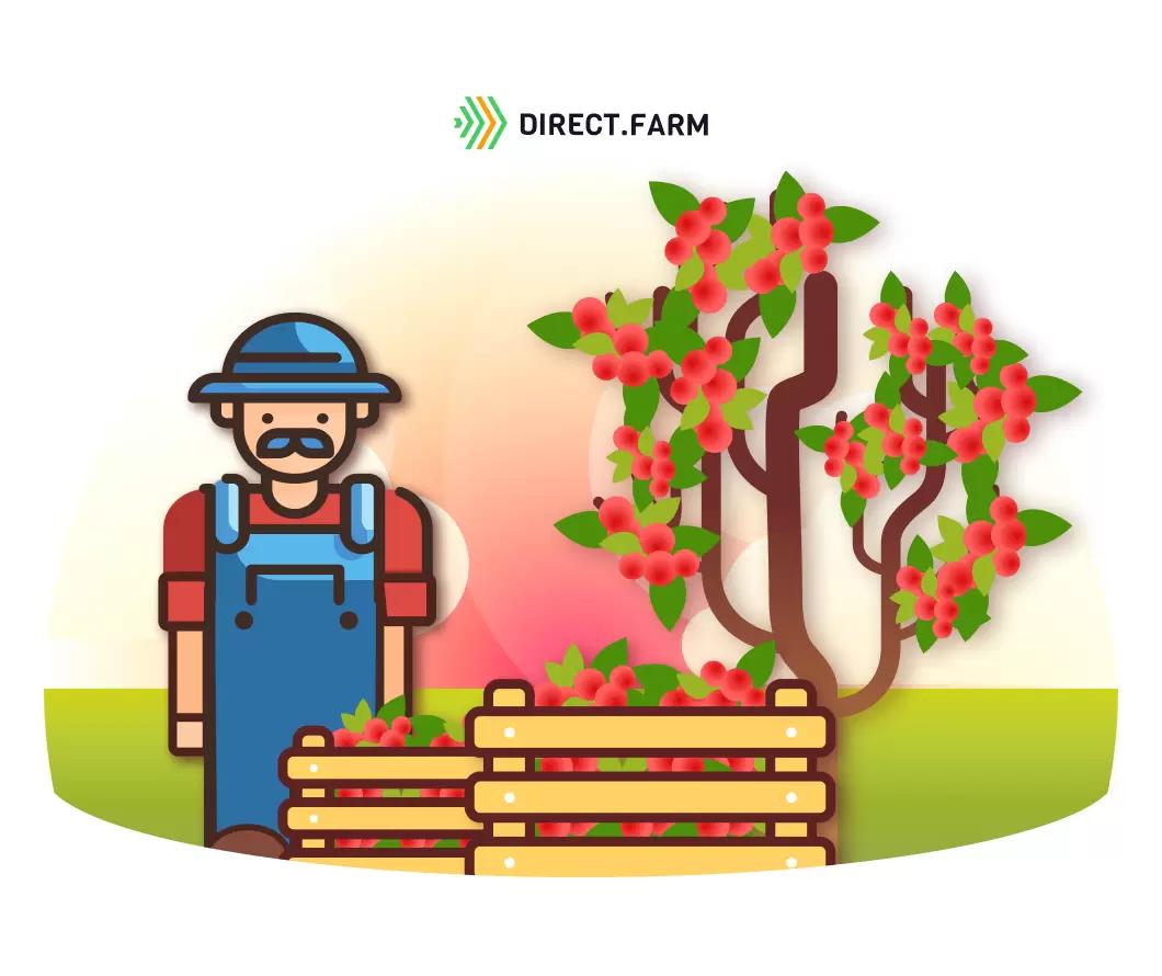 Особенности уборки урожая косточковых культур