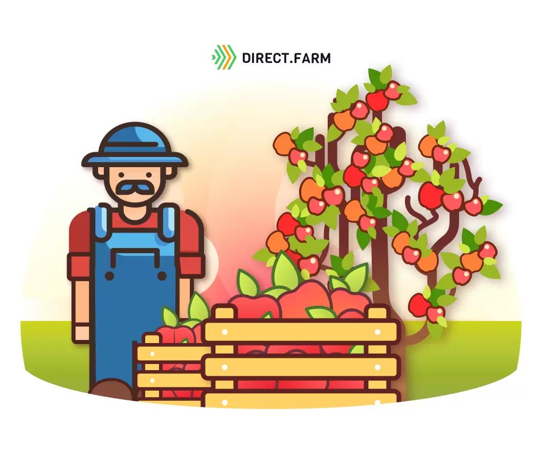 Подготовка к уборке урожая семечковых культур