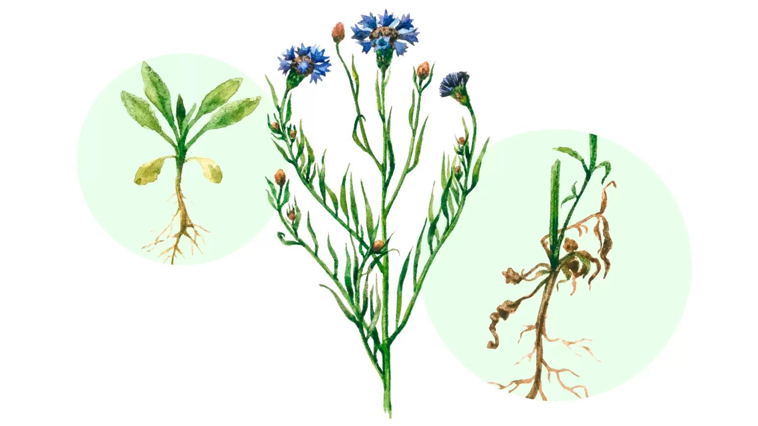 Василек синий