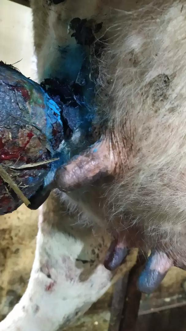 Почему возникло новообразование на вымени у коровы?