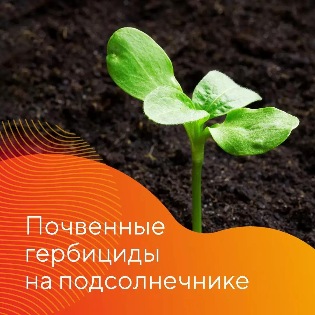 Почвенные гербициды на подсолнечнике