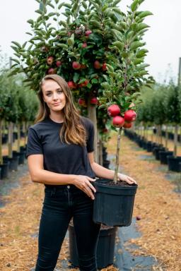 Колоновидная яблоня McIntosh