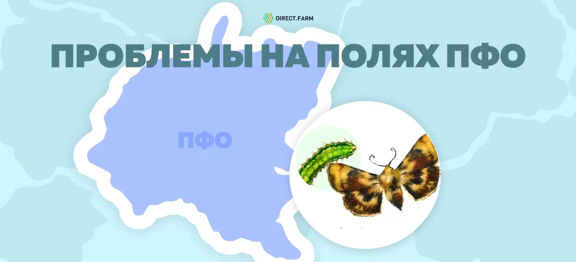 Угроза: Люцерновая совка