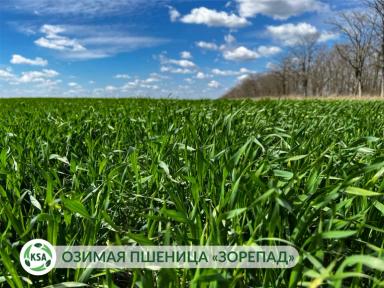 Развитие будущего урожая на полях "Крымского семенного Альянса"