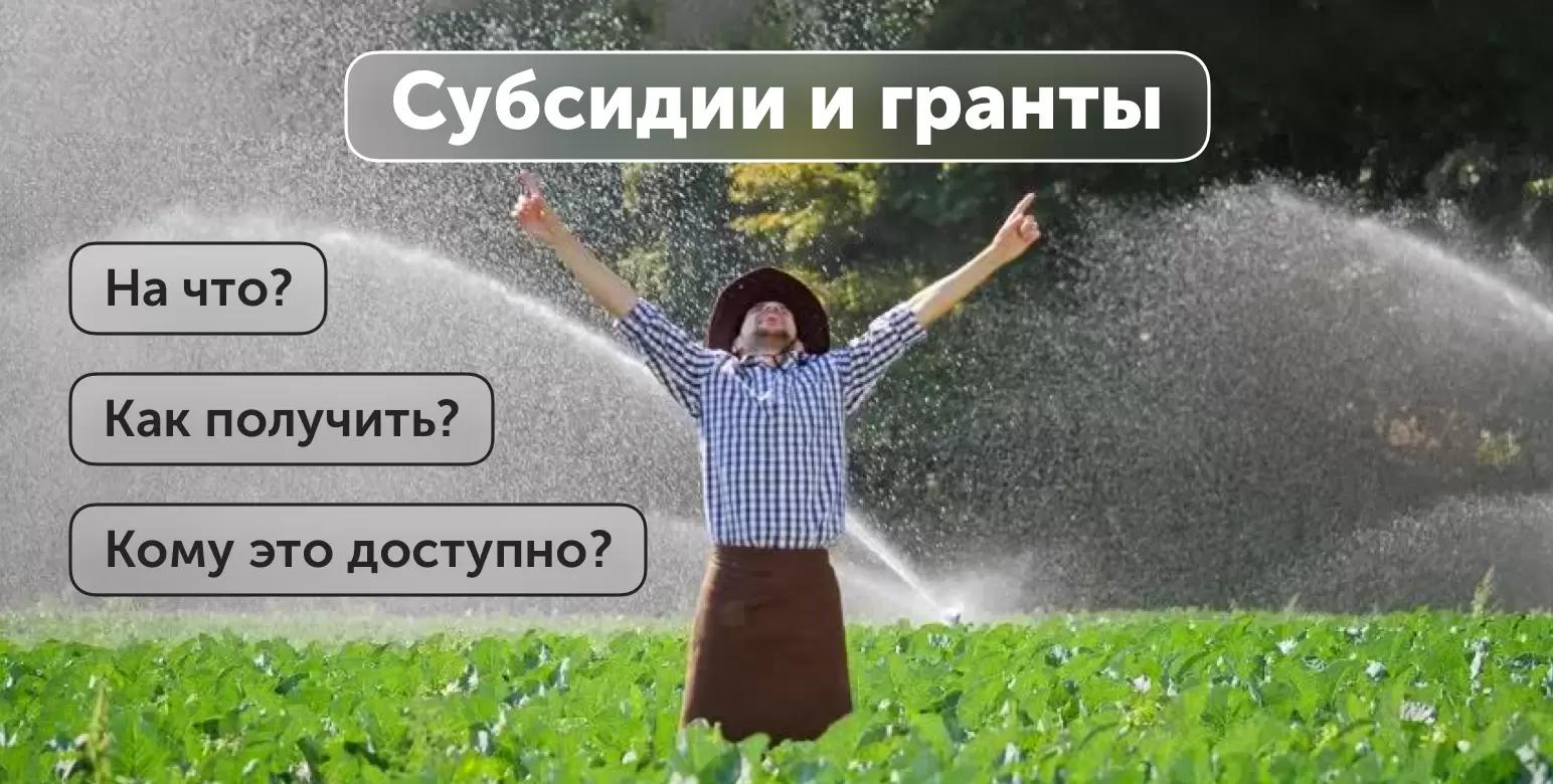 Какие субсидии и гранты можно получить сейчас?
