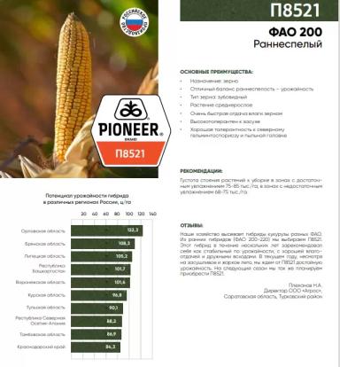П 8521 - гибрид кукурузы Пионер