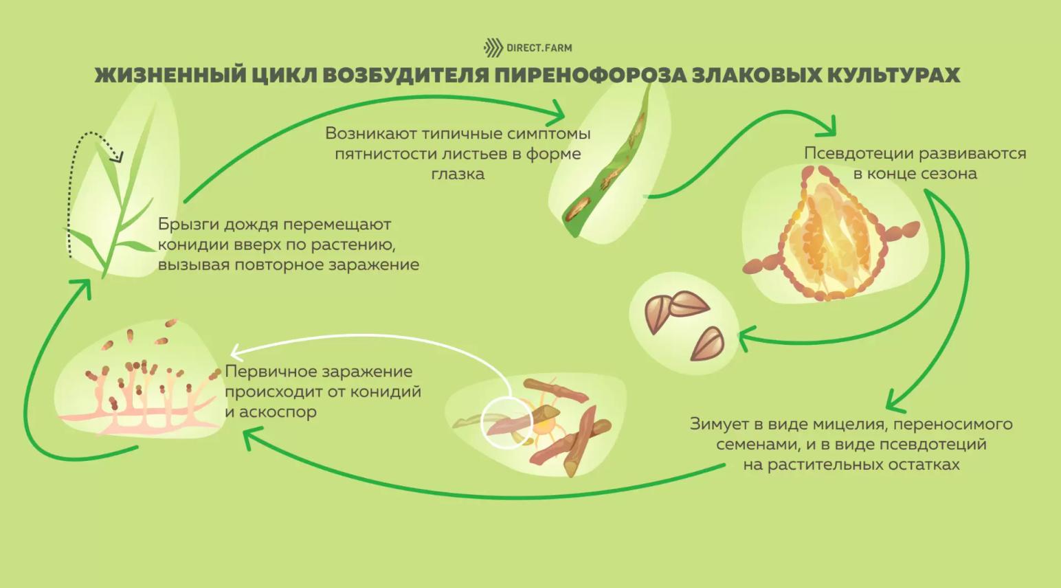 Борьба с пиренофорозом (желтой пятнистостью) пшеницы, ячменя и ржи