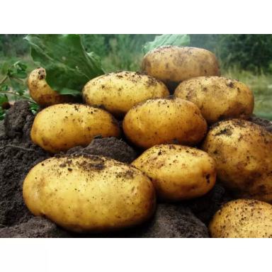 Продаём молодой картофель оптом от 20 тонн от производителя