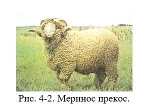 Дюдэ – Овцеводство. Гл. 4, 5. Породы овец. Мечение