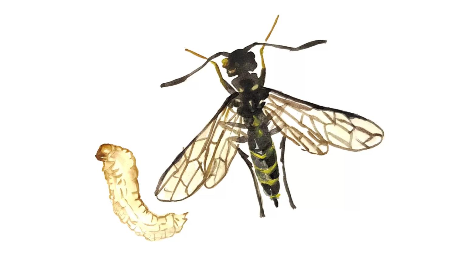 Обыкновенный хлебный пилильщик