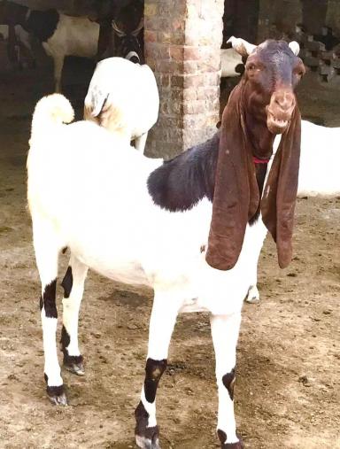Камори - порода коз