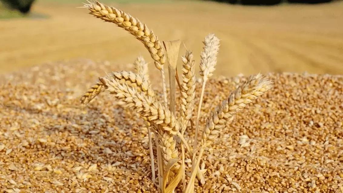 Управление качеством зерна: советы специалистов PRIMEAGRO consulting