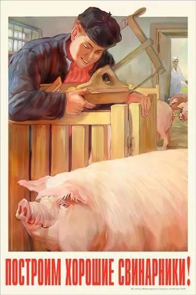 Подборка Советских плакатов по свиноводству