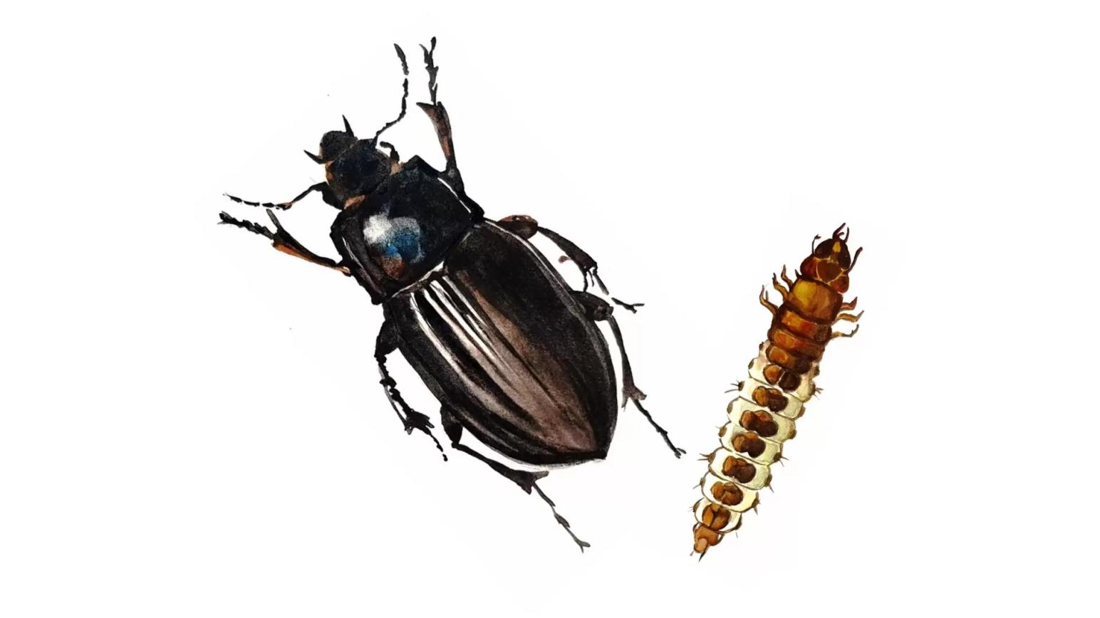 Хлебная жужелица