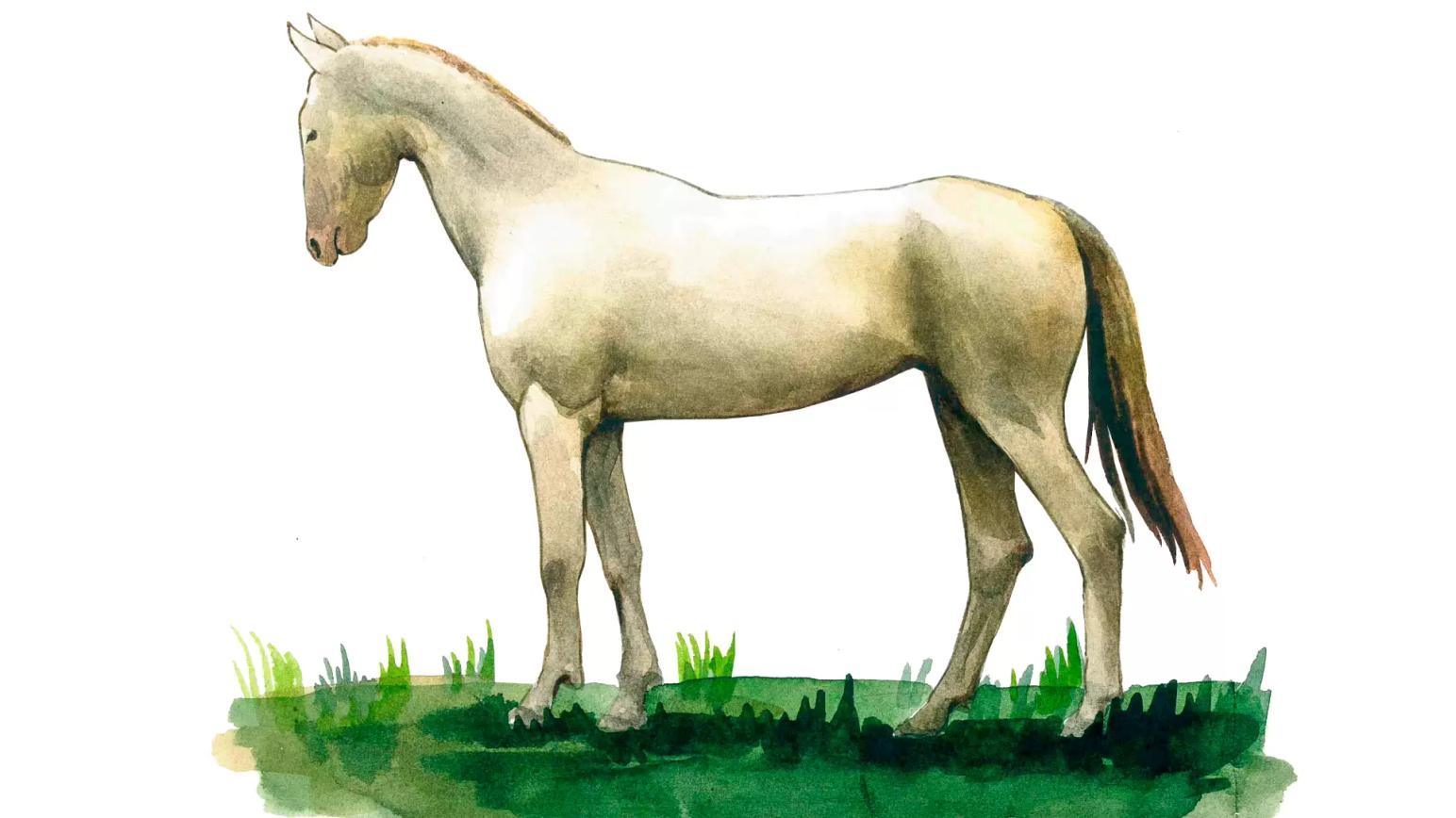 Ахалтекинская порода