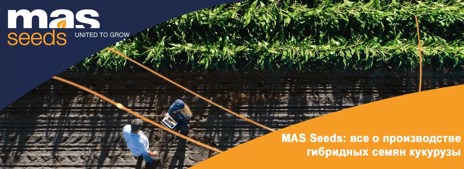 MAS Seeds: все о производстве гибридных семян кукурузы