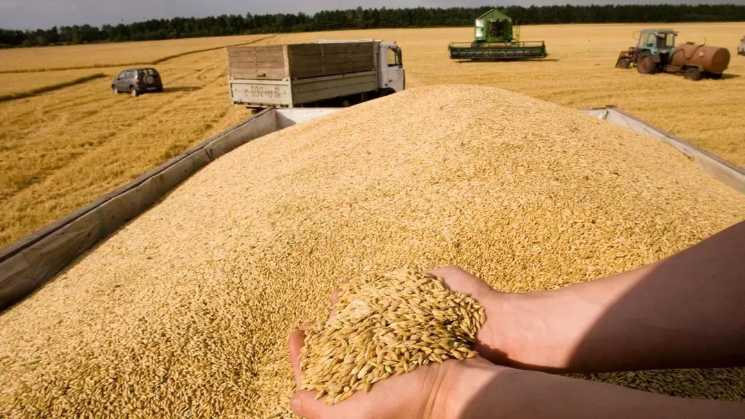 Путин заявил, что урожай зерновых в РФ в 2022 году может превысить 140 млн тонн