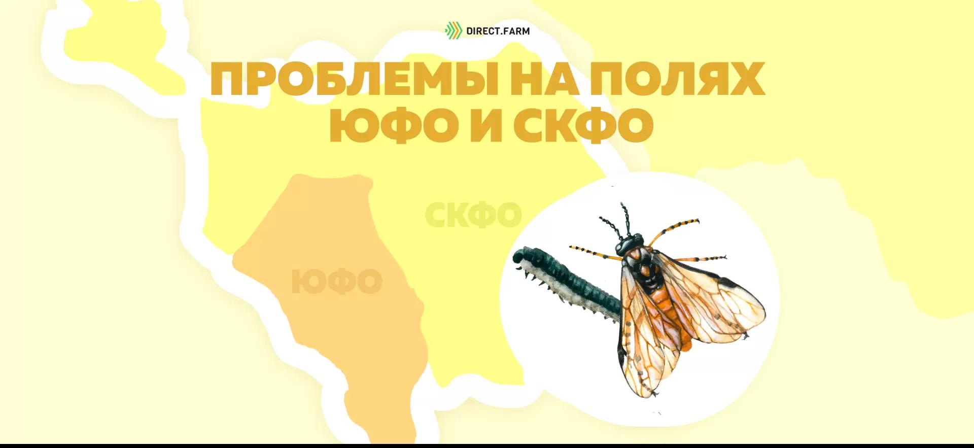 Угроза: Рапсовый пилильщик