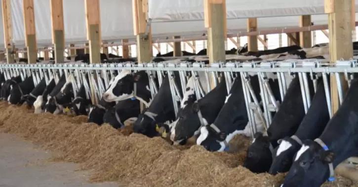 Автоматическая оценка кондиции доказывает свою перспективность