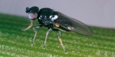 Ячменная шведская муха
