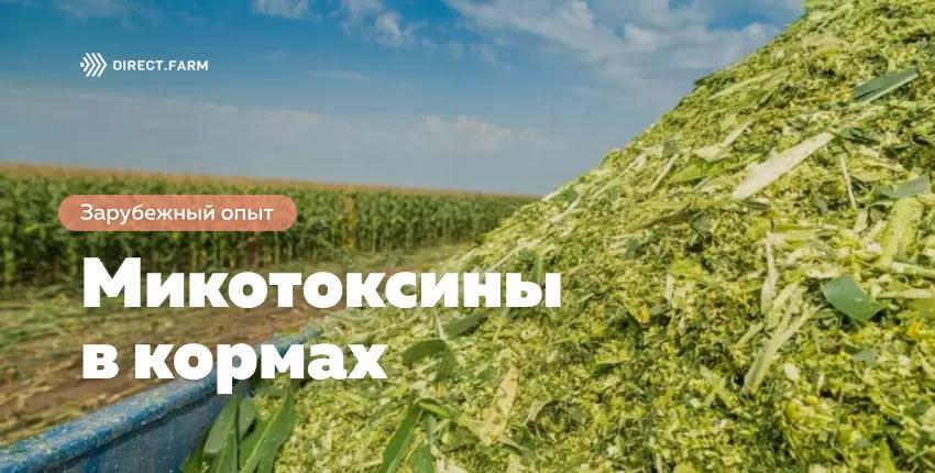Микотоксины в кормах на фоне стресса от засухи