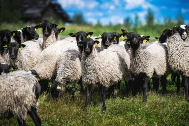 Вопрос-ответ. Что делать, если овца ягнит потомства больше, чем может выкормить?