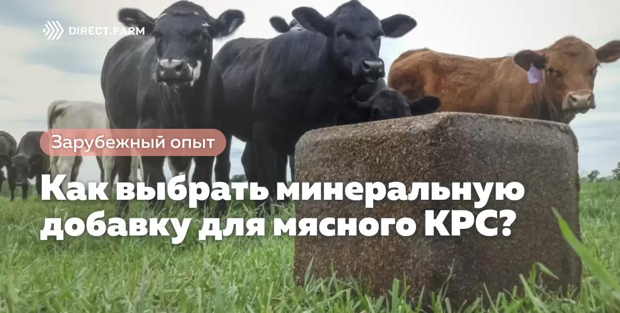 Как выбрать минеральную добавку для мясного КРС?