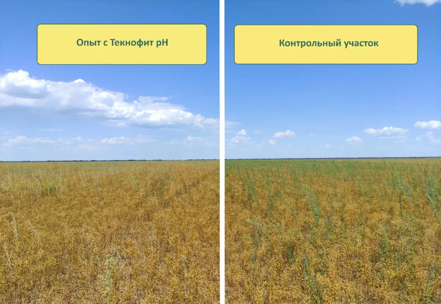 КАК ПОВЫСИТЬ ЭФФЕКТИВНОСТЬ ГЕРБИЦИДНЫХ ОБРАБОТОК?