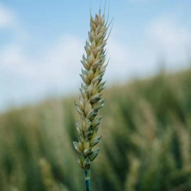Пшеница мягкая озимая Алексеич